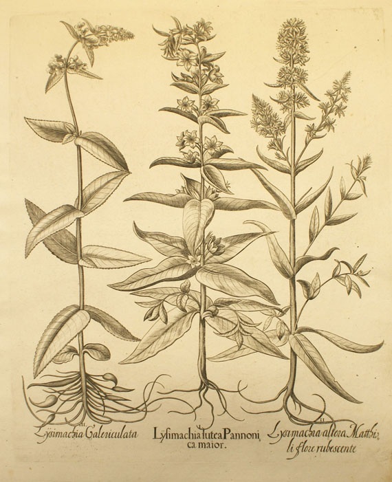  Blumen und Pflanzen - 8 Bll. Blumenkupfer aus Hortus Eystettensis. - 