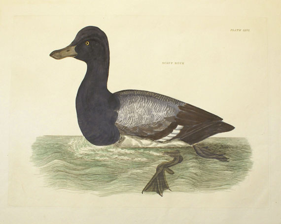 Vögel - Ca. 400 Bll. Vogeldarstellungen (Enten, Singvögel, Hühnervögel etc.). - 