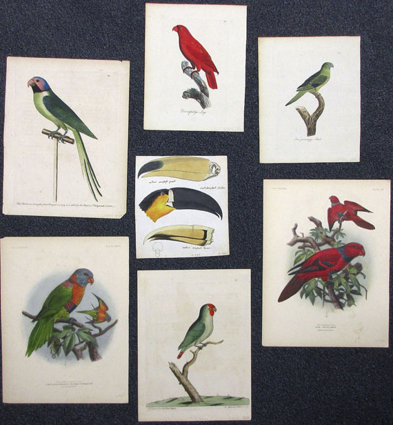  Vögel - Ca. 90 Bll. Papageien, Paradiesvögel, Kolibris. - 