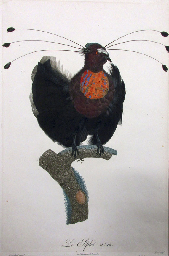  Vögel - Ca. 90 Bll. Papageien, Paradiesvögel, Kolibris. - 