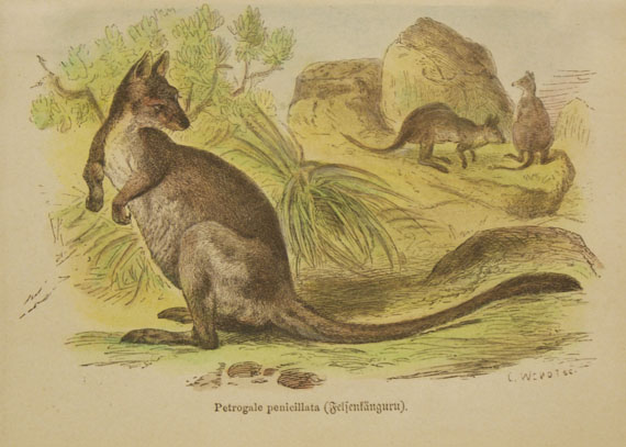  Tiere - Ca. 70 Bll. Exotische Tiere. - 
