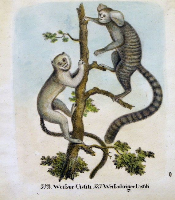  Tiere - Ca. 70 Bll. Exotische Tiere. - 