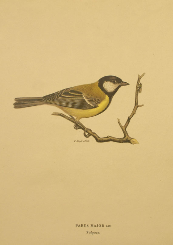  Vögel - Ca. 300 Bll. Vogeldarstellungen. - 