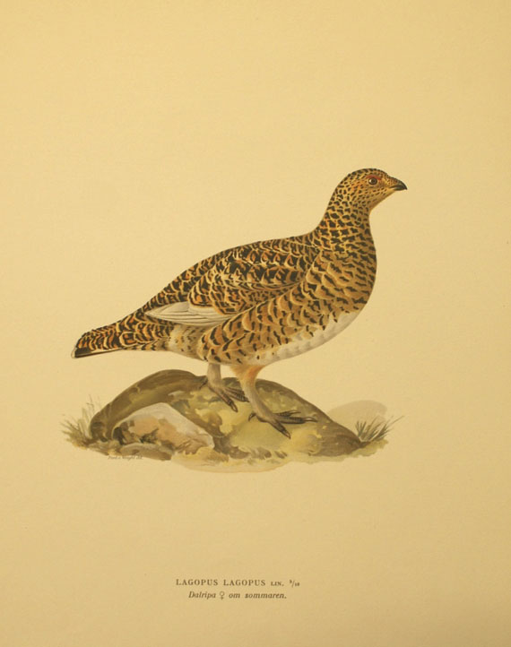  Vögel - Ca. 300 Bll. Vogeldarstellungen. - 