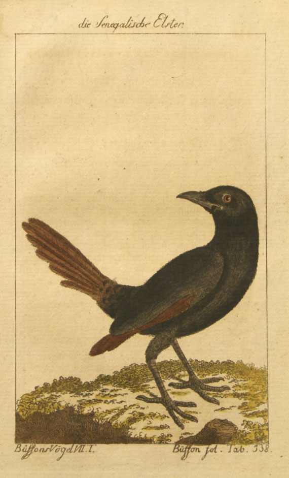  Vögel - Ca. 300 Bll. Vogeldarstellungen. - 