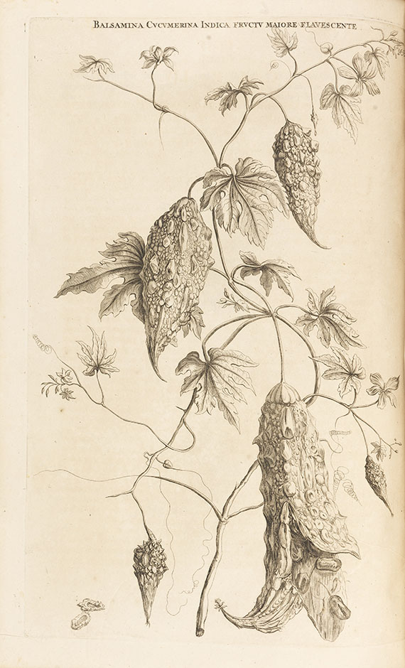 Caspar Commelin - Horti medici - 