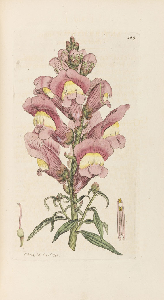 James Sowerby - English botany. 36 Bde. - 