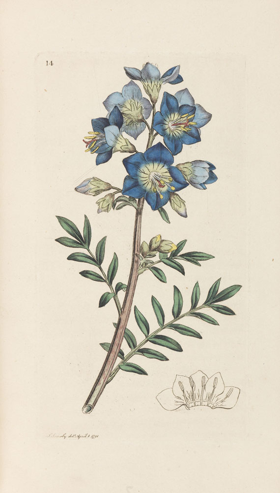 James Sowerby - English botany. 36 Bde. - 