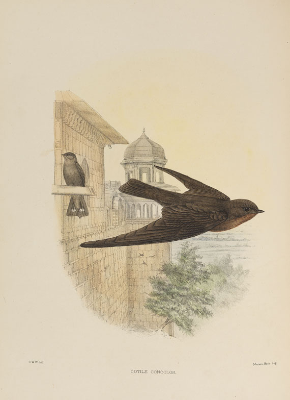 Richard Bowdler Sharpe - Hirundinidae - 