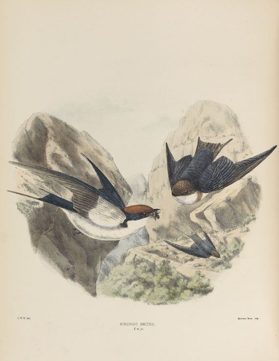 Richard Bowdler Sharpe - Hirundinidae - 