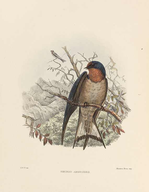 Richard Bowdler Sharpe - Hirundinidae - 