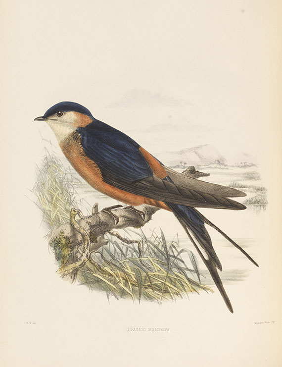 Richard Bowdler Sharpe - Hirundinidae - 