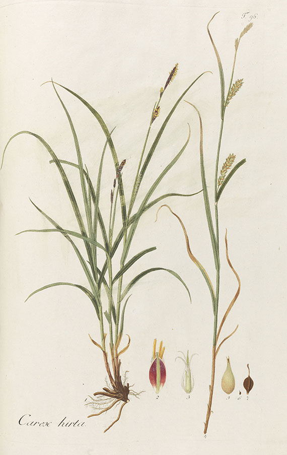 Nicolas Thomas Host - Graminum Austriacorum - 