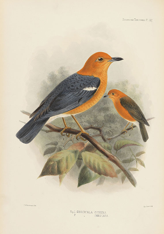 Henry Seebohm - Monograph of the Turdidae. 2 Bde.