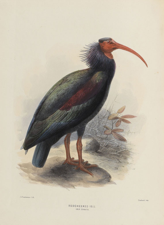 Henry Eeles Dresser - Birds of Europe. 9 Bde.