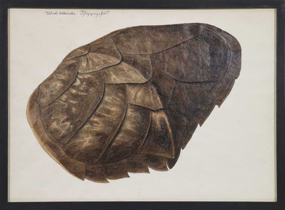 Franz Anton von Scheidel - Testudo Imbricata - Schuppenschild - Frame image