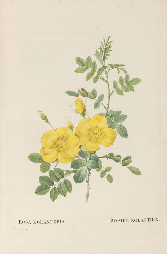 Pierre Joseph Redouté - Les Roses, 3 Bde. 2. Oktavausgabe 1828-29. - 