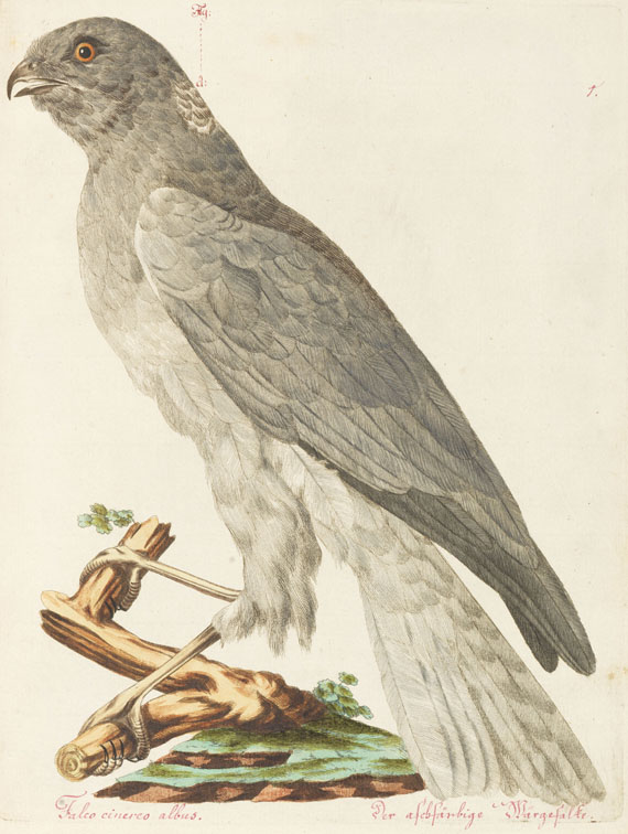 Joachim J. Nepomuk Spalowsky - Beytrag zur Naturgeschichte der Vögel. Bd. I-IV, zus. 4 Bde.