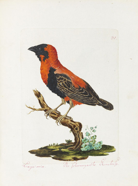 Joachim J. Nepomuk Spalowsky - Beytrag zur Naturgeschichte der Vögel. Bd. I-IV, zus. 4 Bde.