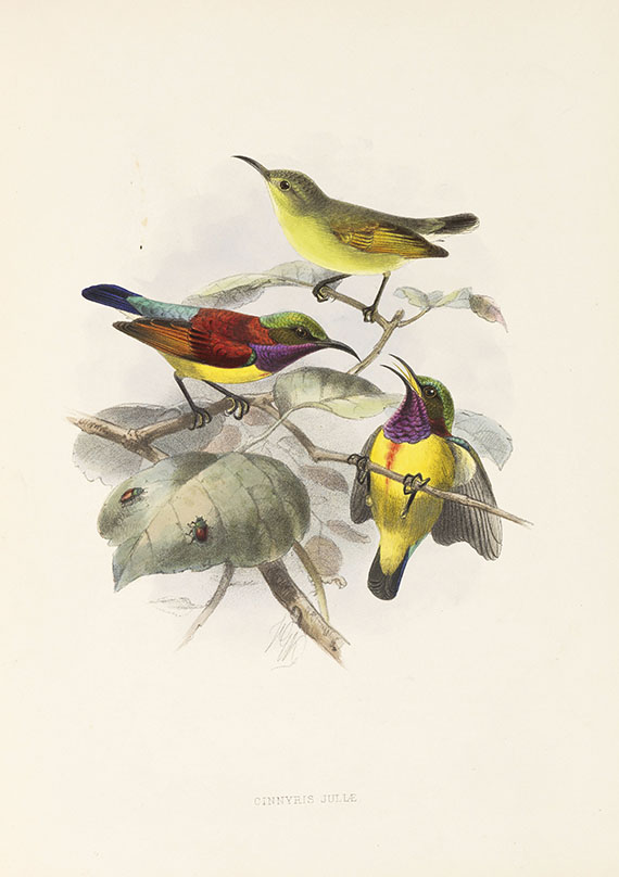 George Ernest Shelley - A monograph of the Nectariniidae, or sun birds. 1876. - 