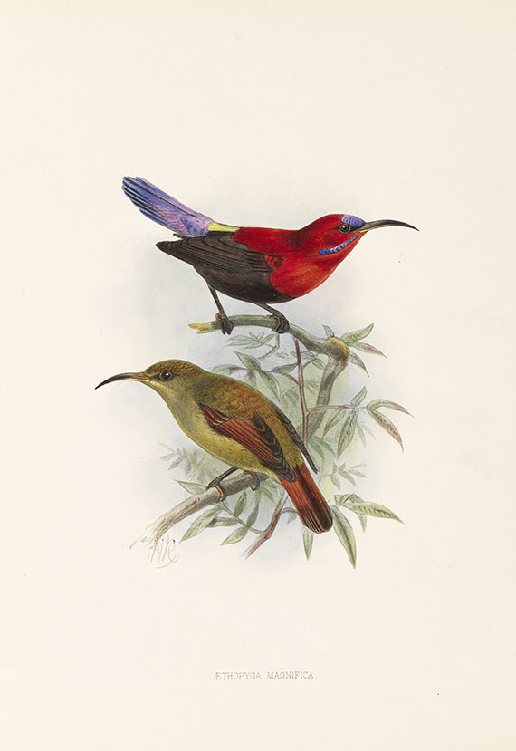 George Ernest Shelley - A monograph of the Nectariniidae, or sun birds. 1876. - 