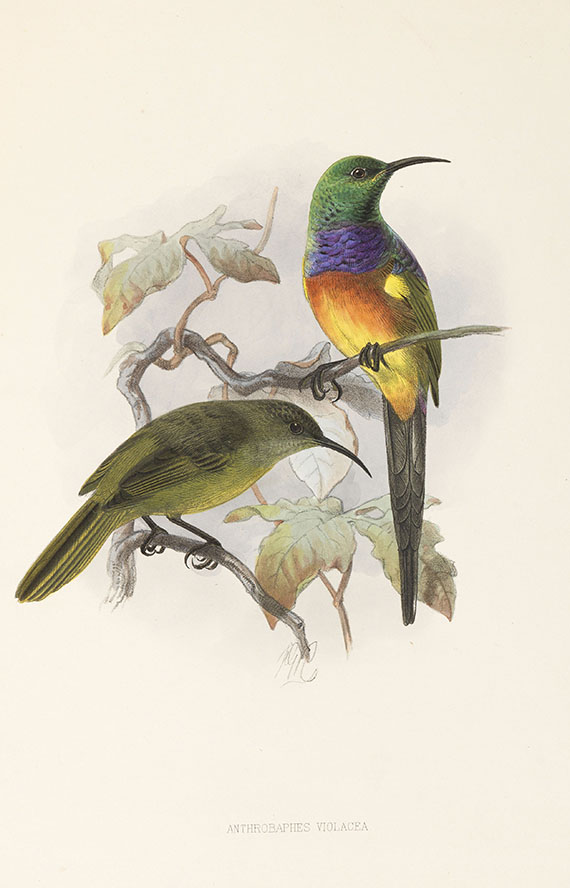 George Ernest Shelley - A monograph of the Nectariniidae, or sun birds. 1876. - 