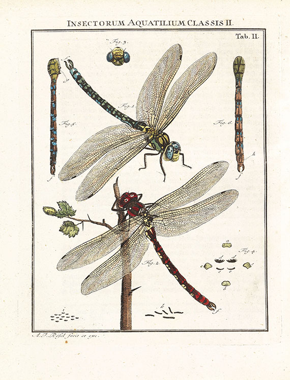 August Johann Rösel von Rosenhof - Insecten-Belustigung, 4 Bde., dazu Kleemann, Beyträge zur Naturgeschichte, 2 Bde. in 1, zusammen 5 Bde. - 