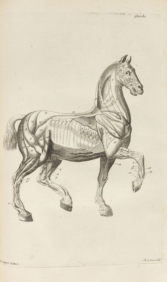 Jean de Saunier - Chevaux