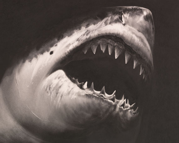 Robert Longo - Untitled (Shark 15) - 