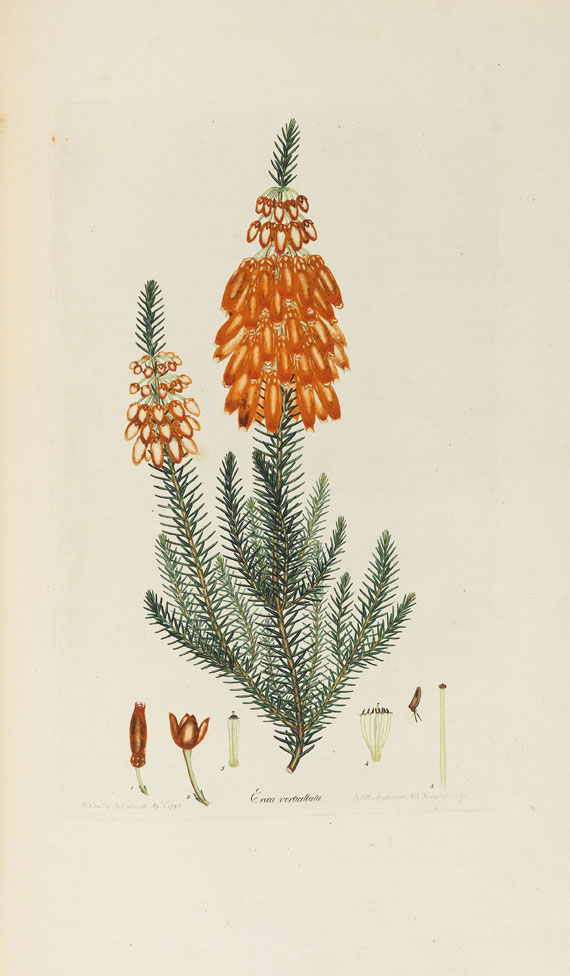 Henry Charles Andrews - Coloured engravings of heaths - 