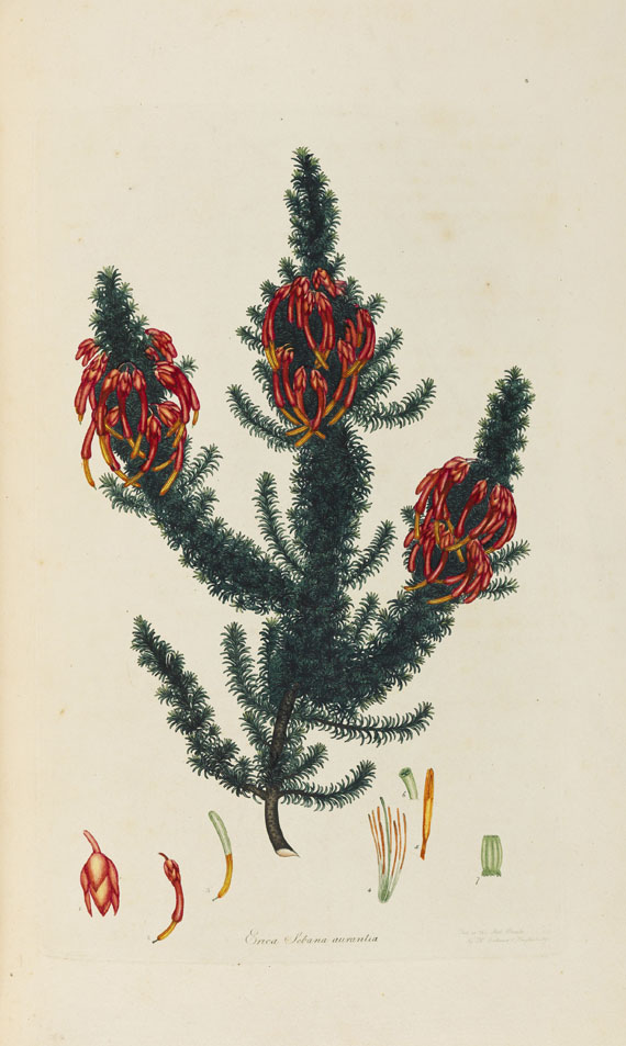 Henry Charles Andrews - Coloured engravings of heaths - 