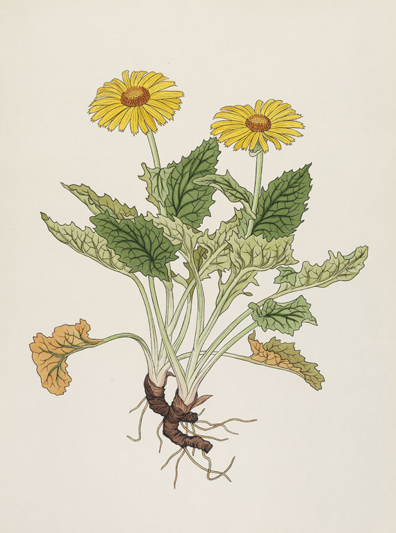Josef Weisz - Blumen der Alpen. 4 Mappen - 