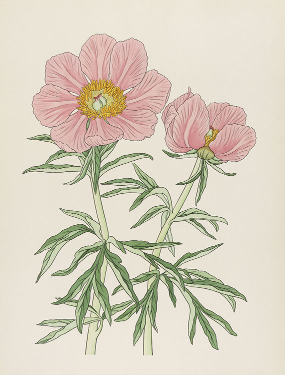 Josef Weisz - Blumen der Alpen. 4 Mappen - 