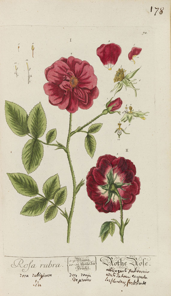 Elisabeth Blackwell - Herbarium, Cent. I-V in 2 Bänden (nur Tafeln).