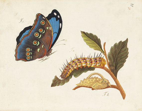 Schmetterlinge - Beschreibung in- und ausländischer Schmetterlinge