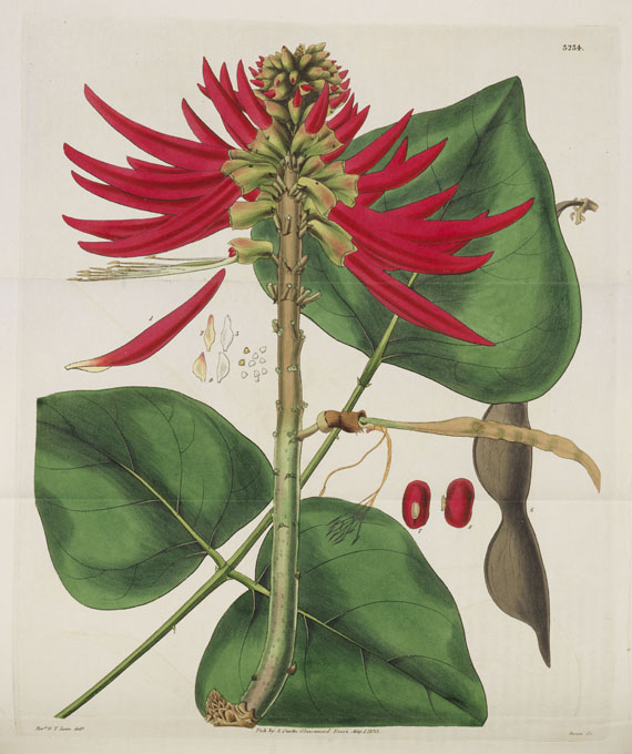 William Curtis - Botanical Magazine, Bd 1 - 53. 40 Bde. - 