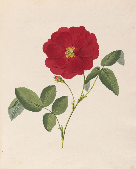 Karl Gottlob Rössig - Die Rosen. 2 Teile in 1 Band - 