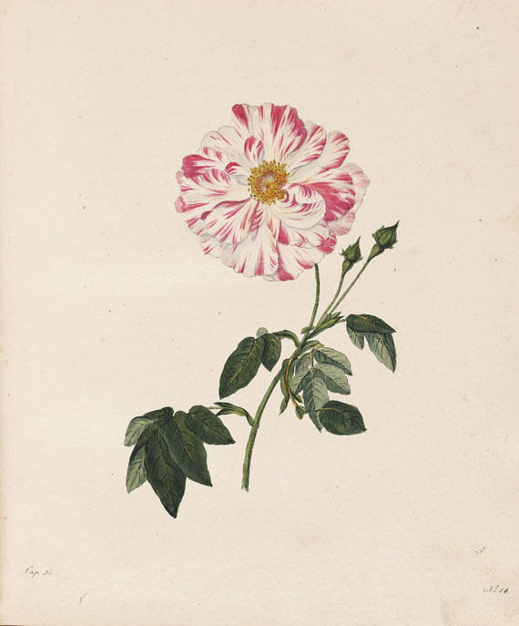 Karl Gottlob Rössig - Die Rosen. 2 Teile in 1 Band - 