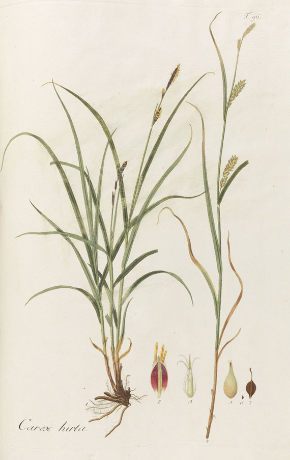 Nicolas Thomas Host - Graminum austriacorum - 