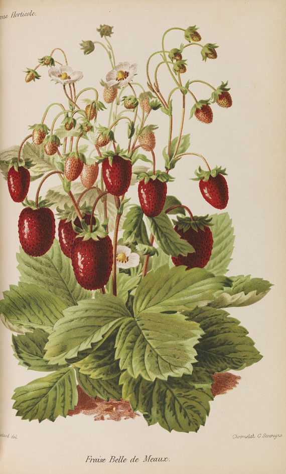   - Revue horticole. 29 Bände der Reihe - 