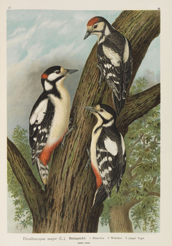 Johann Friedrich Naumann - Naturgeschichte der Vögel. 12 Bände - 