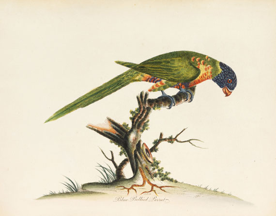 William Hayes - Birds - 