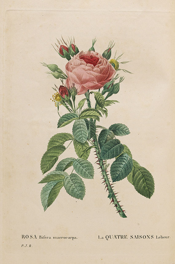 Pierre Joseph Redouté - Les roses. 3 in 2 Bänden - 
