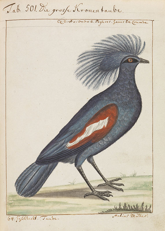 Carl von Linné - Vögel in Beschreibungen und Abbildungen