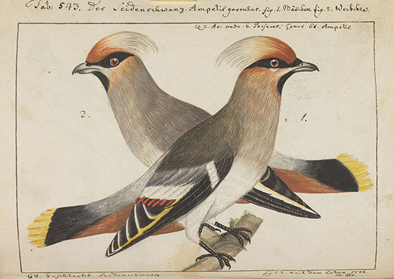 Carl von Linné - Vögel in Beschreibungen und Abbildungen