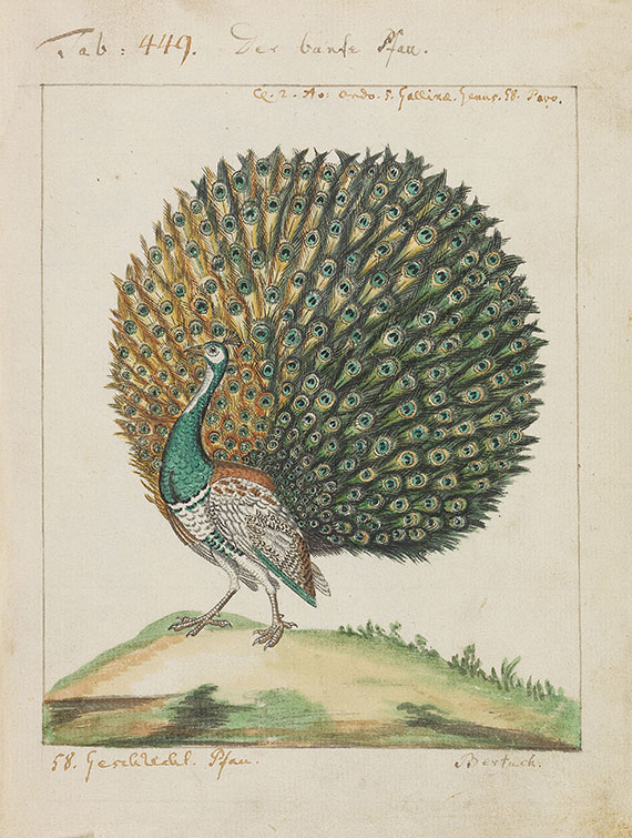 Carl von Linné - Vögel in Beschreibungen und Abbildungen - 