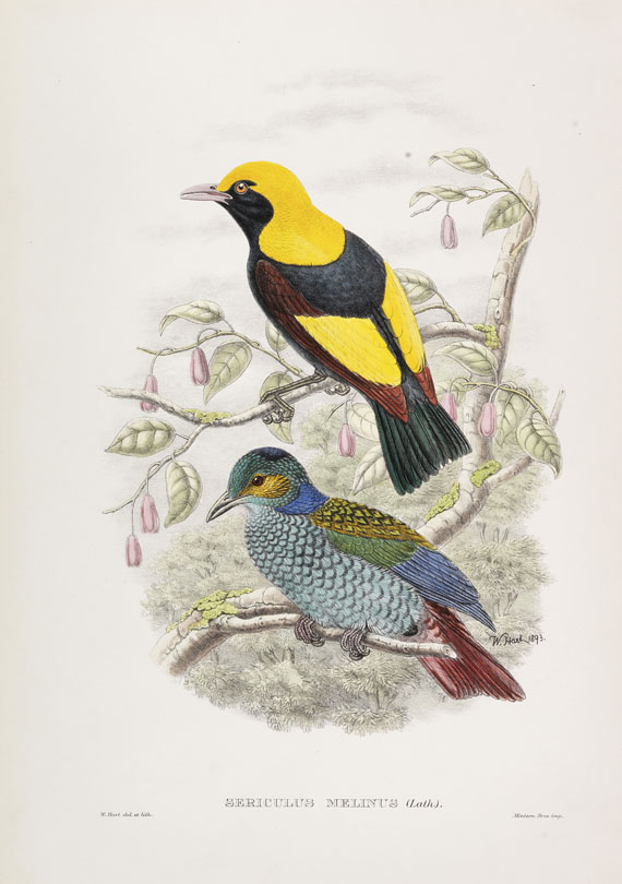  Vögel - 25 Bll. Raub- und Singvögel, Exoten (Audubon, Gould, Selby u. a.)