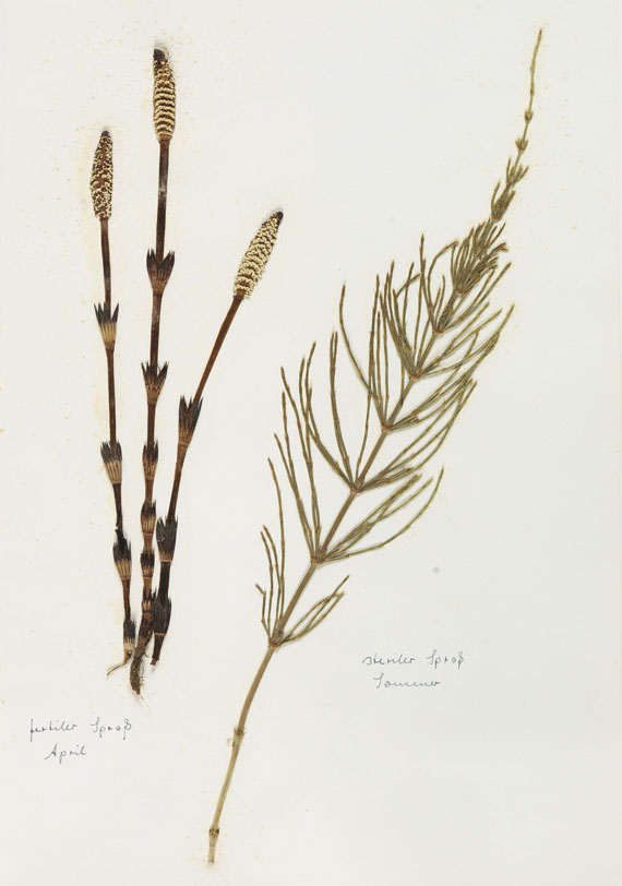   - Herbarium. 2 Bände