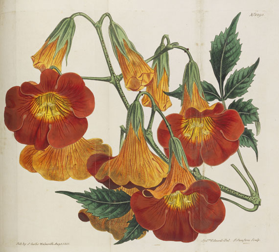 William Curtis - Botanical Magazine, Bd. 1-53 in 40 Bänden