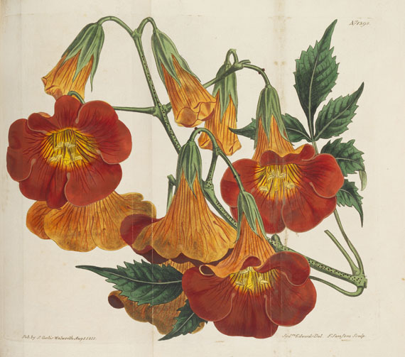 William Curtis - Botanical Magazine, Bd. 1-53 in 40 Bänden